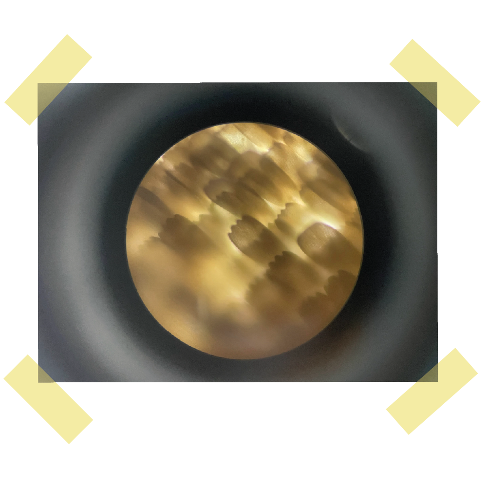 Entry No. 2: BUTTERFLIES // The Science Behind the Collection