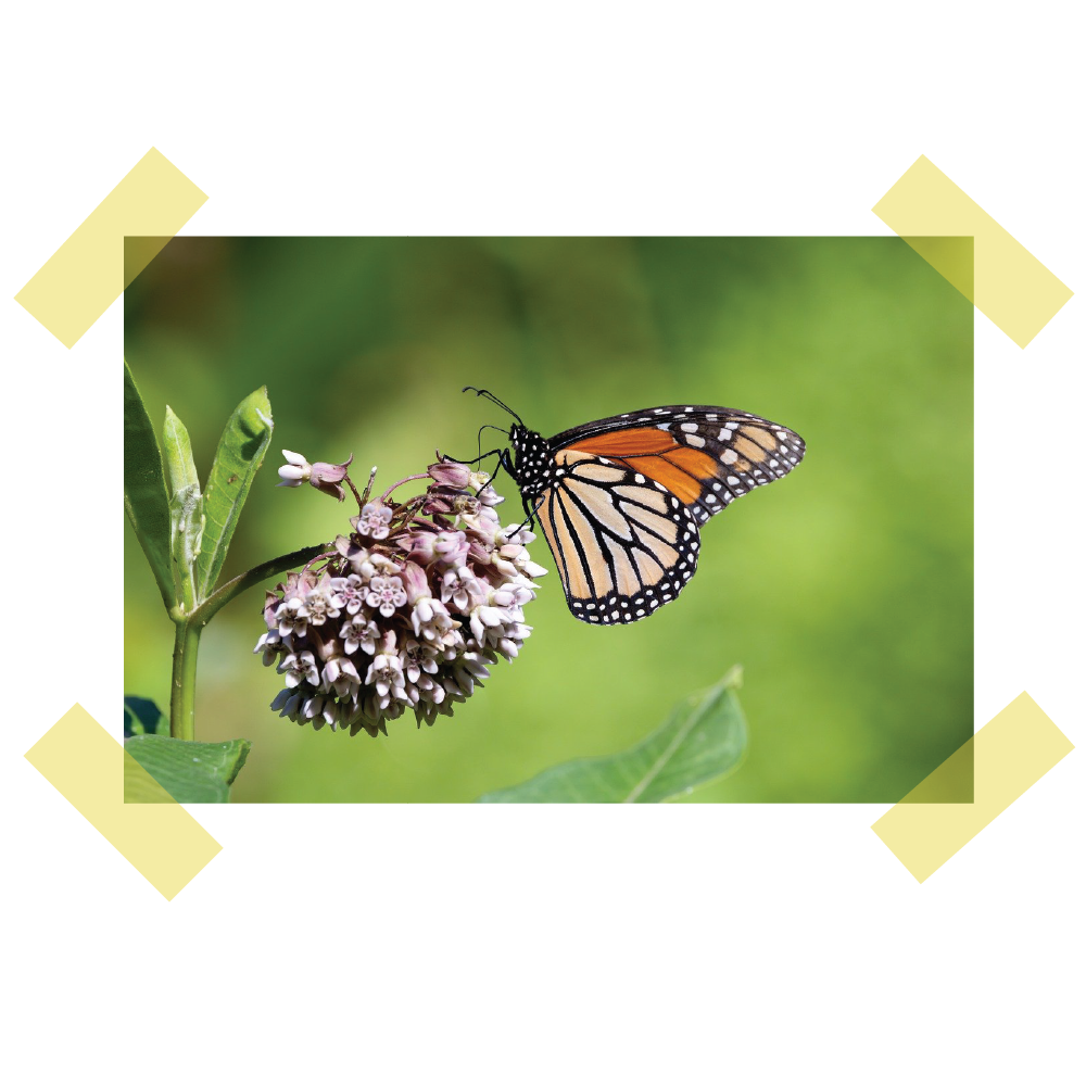 Entry No. 4: BUTTERFLIES // The Conservation Behind the Collection