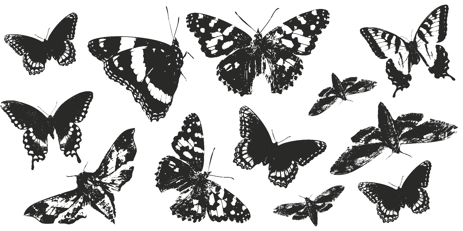 BUTTERFLIES