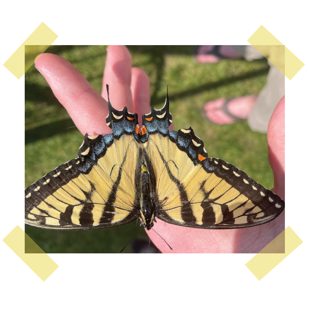 Entry No. 1: BUTTERFLIES // The Inspiration Behind the Collection